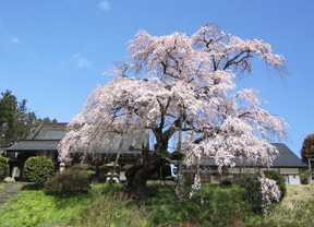 建福寺の桜